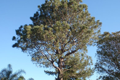 Photo of a contemporary landscaping in San Diego.