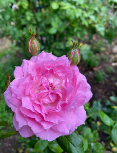 Medium Pink Roses | Houzz Forum