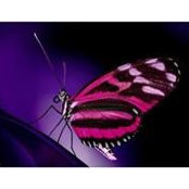 Brandon Bodnar's photo