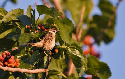Come Trasformare Terrazza e Giardino in un’Oasi per gli Uccelli
