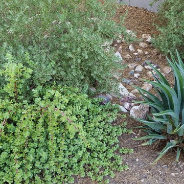 Plantings - 4 years