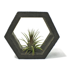 Concrete Air Plant Holder - Products