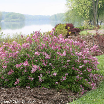 Lilacs