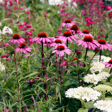 Modern Prairie Planting