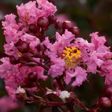 Delta Jazz™ Crapemyrtle Lagerstroemia hybrid x 'Chocolate Mocha' PP#21540