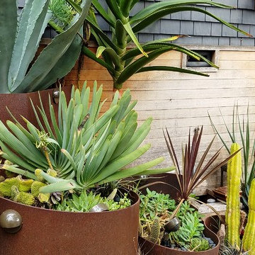 Succulent garden with custom weathered steel and hardwood planters