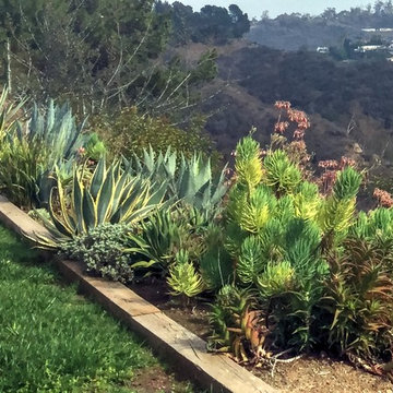Cacti in the garden