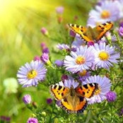 Kay Morgan's photo