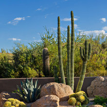 Desert Landscape