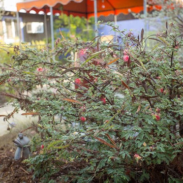 2018 Native Plant Garden Tour