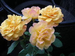 Strike It Rich®  Grandiflora Rose