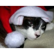 Shanna Bella's photo