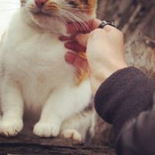 Siam Dul's photo