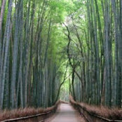Kazue Tsukamoto's photo