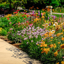 Perennial Garden - Sun