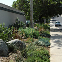 drought tollerant landscape