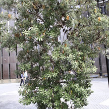 olive tree