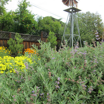 The Baker Family's California Native Garden