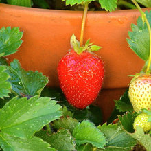 Fruit and Vegetables