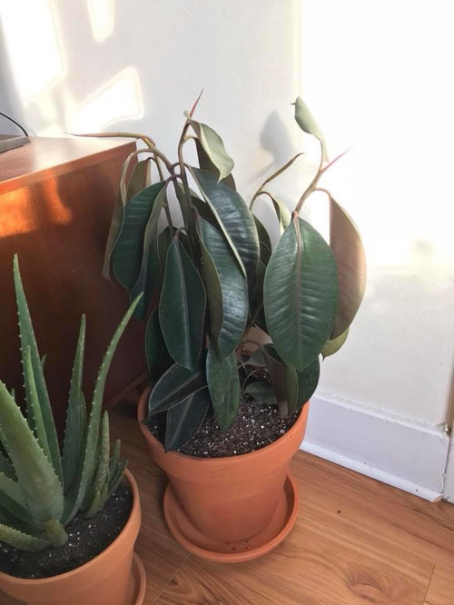 Rubber plant tree wilting but not dying? Help please!