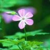 melanie crumlin's photo
