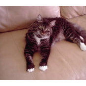 Kelli Brunger's photo