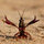 christopher_strobel