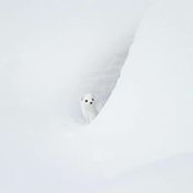 Séverine Cohen's photo