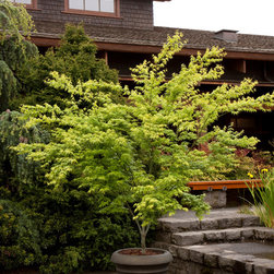 Aoyagi Japanese Maple - Plants