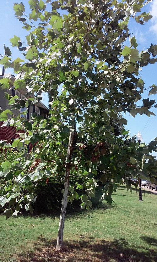 Beautiful trees in San Antonio, Texas