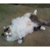 Foto von Kitty Colby