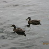 Violette Lacasse's photo