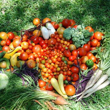 Edible Landscape Design