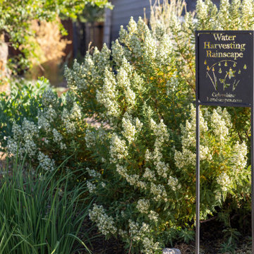 Pollinator Paradise