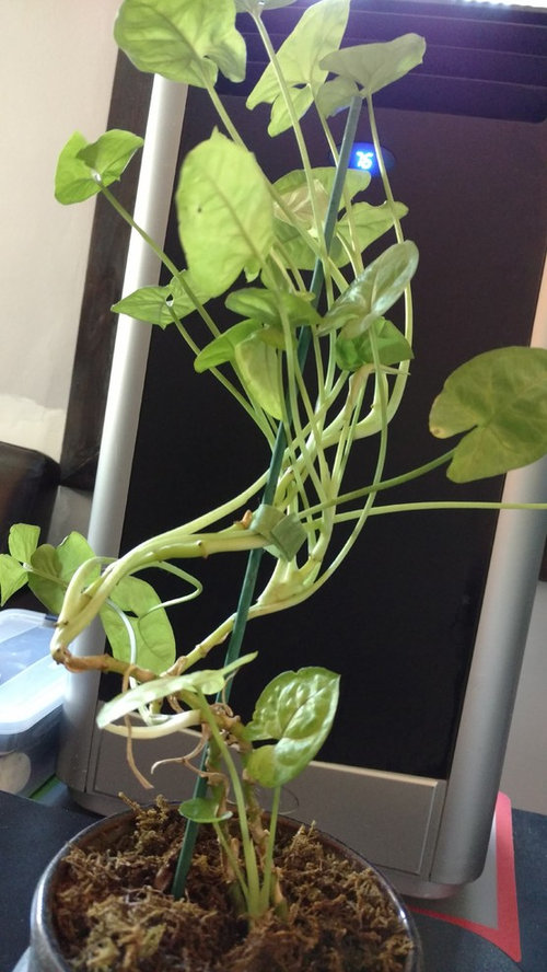 How to Prune Arrowhead Plant Like a Pro?
