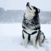 BuLa Malamute's photo
