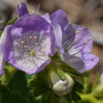 Phacelia Grandiflora