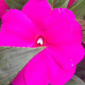 Cut Flowers and Perennial Gardens