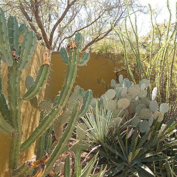 Colored walls in the garden