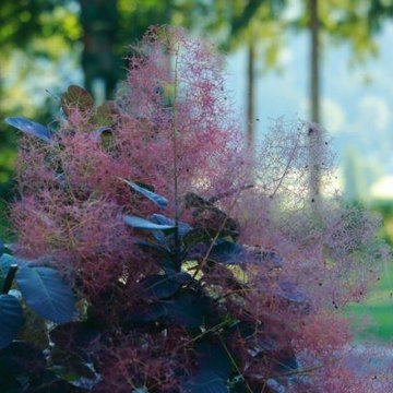Nicole's Entry Gardens