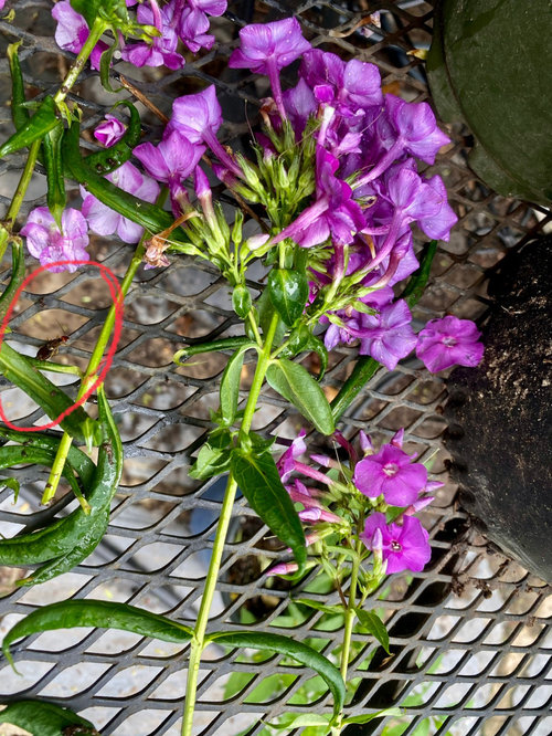 Tall phlox leaves curling