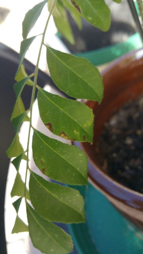 Brown spots in Curry Leaf Plant (Murraya Koenigii) Please