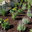 Grant Landscaping Inc