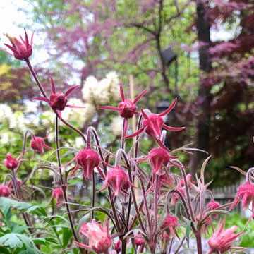 Wild Oasis In The City