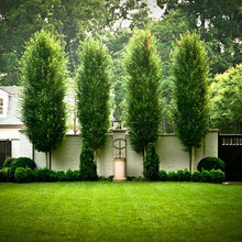 Backyard Ideas