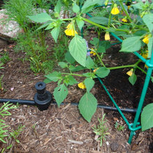 Watering