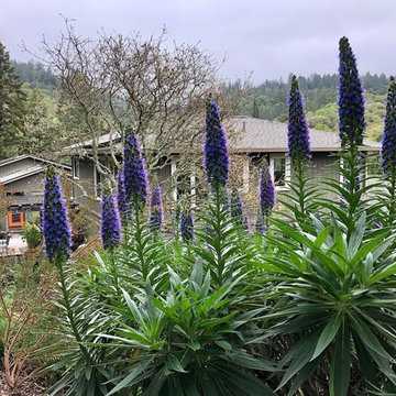 Sonoma County Garden