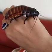 Andrea Shogun's photo