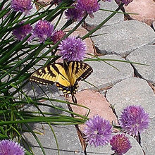 Butterfly Gatden