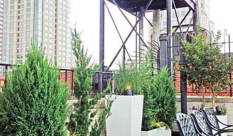 Piante Sempreverdi da Vaso per Terrazza e Balcone